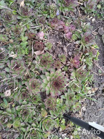 Молодило (каменная роза)