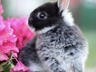 Ручные Очаровательные Кролики из Питомника объявление продам