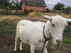 Зааненская коза объявление продам