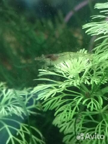 Продам аквариумных креветок