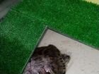 Красноухая черепаха с аквариумом Бесплатно объявление продам