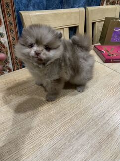 Померанский шпиц лиловый шоколадный мерль с голубы