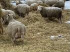 Овцы,ягнята объявление продам