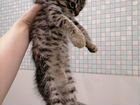 Котёнок полосатый (европейская гладкошерстная) объявление продам