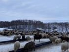 Овцы бараны ягнята оптом