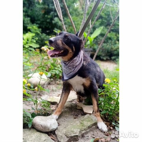 Собака стерилизованная