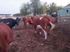 Тверской породы,Бурёнки,красные коровы,рябые объявление продам