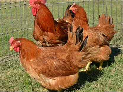 Цыплята Редбро и Голошейка (Франция)