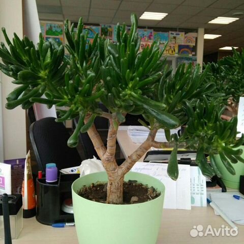 Красула хоббит