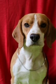 Бигль вязка