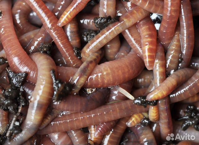 Черви и опарыш