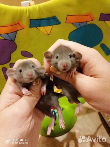 Дамбо редких окрасов крысята