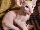 Флоковый котик петерболд