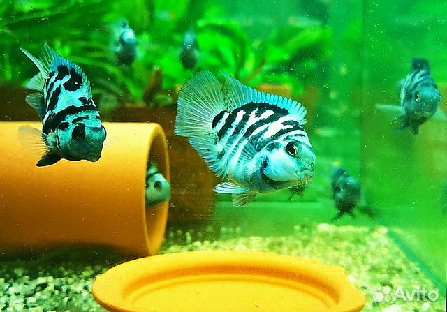 Рыбки Сапфировый попугай панда