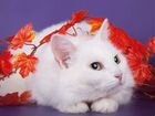 Ласковая белая пушистая кошка Софи объявление продам