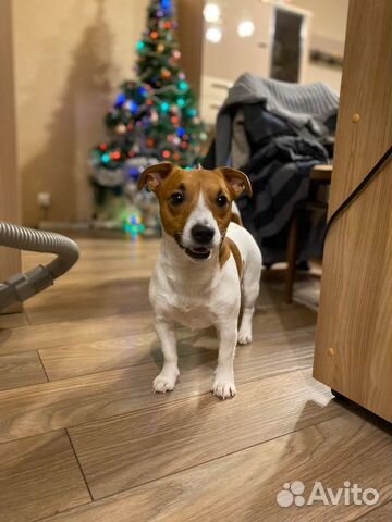 Кобель для вязки бесплатно