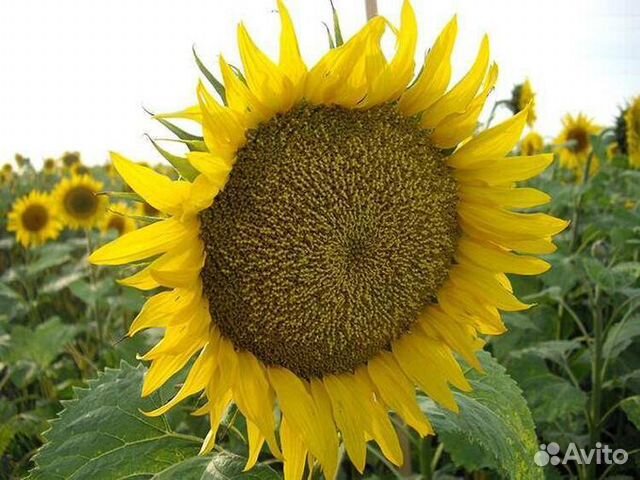 Подсолнечник Санмарин 421