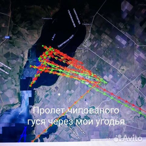 Охота на гуся