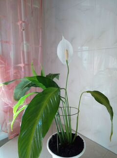 Спатифиллум Алана