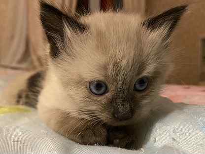 сиамская кошка сколько стоит в москве