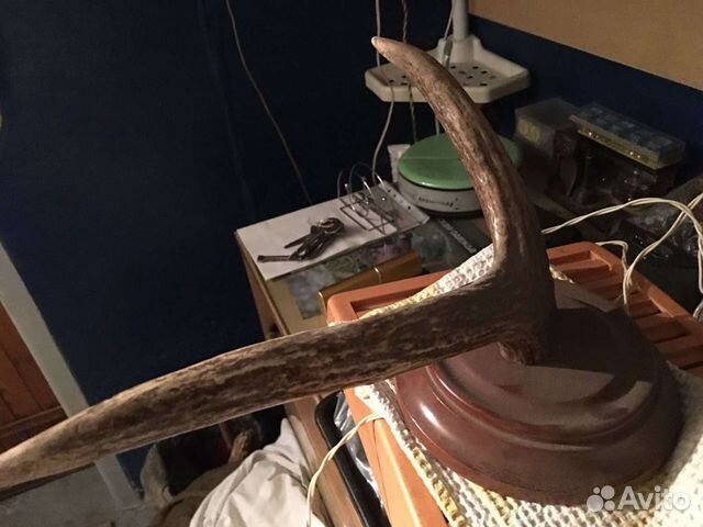 Рога молодого лося