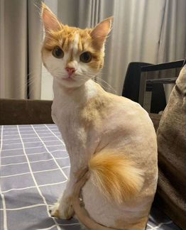 Стрижка собак и кошек