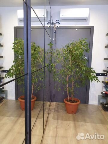 Фикус Бенджамина Наташа большой. 180см