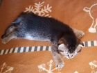 Плюшевый шотландский котенок-шиншилла объявление продам