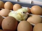 Продаются инкубационные куриные яйца