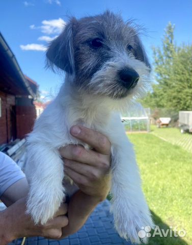 Джек Рассел терьер щенки