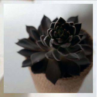 Суккулент Крассула Эхеверия Кактус