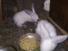 Кролики Колифлрния 1,5 месяца объявление продам