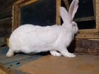 Кролики Ризены объявление продам