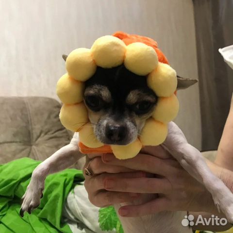 Шапка для собаки