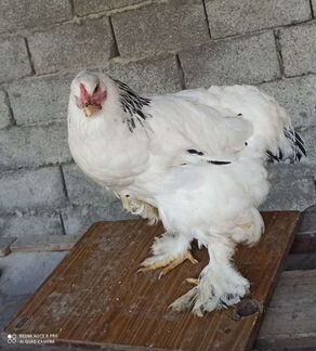 Цыплята и курица породы брама