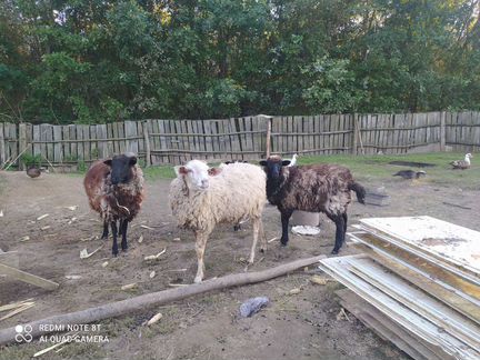 2 овцы и баран на развод - фотография № 4