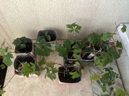 Циссус Элен Даника (плющ) молодые саженцы