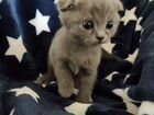 Британские вислоухие котята бесплатно объявление продам