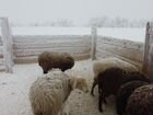 Инвестиции в овцеводческую ферму объявление продам
