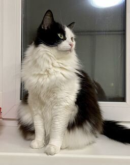 Кроткая умница