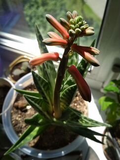 Алоэ Пестрое / Тигровое, Aloe Variegata