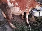 Коровы молочные породистые
