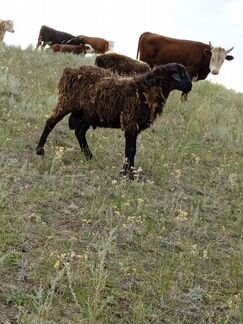 Курдючные бараны овцы - фотография № 5