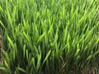 Витграсс хлорофилл - сок ростков пшеницы