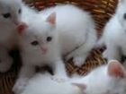 Белые котята в добрые руки