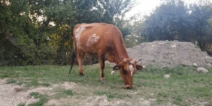 Корова с теленком - фотография № 3