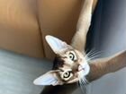 Абиссинский кот на вязку объявление продам
