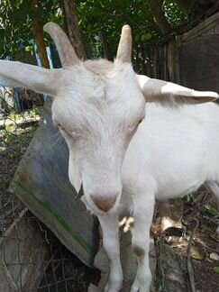 Зааненская коза - фотография № 8