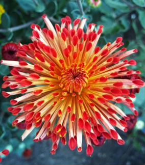 Саженцы Хризантем для сада и дачи