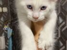 Котёнок белый mein koon объявление продам